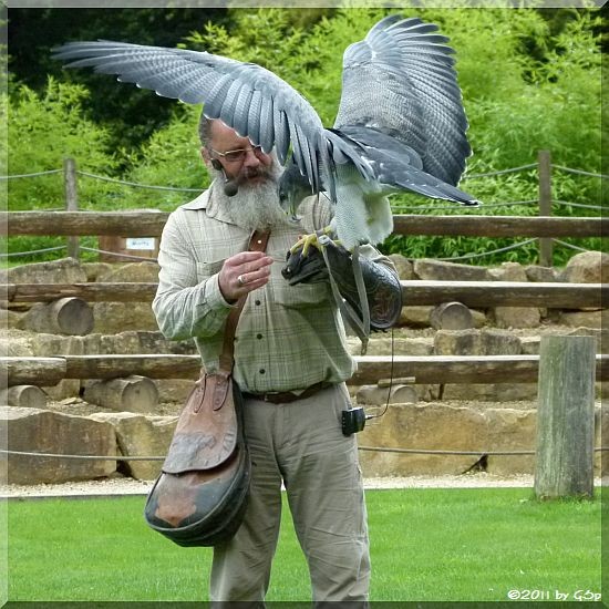 Falkner Theo Omlor mit Blaubussard (Kordillerenadler, Aguja-Blauadler)