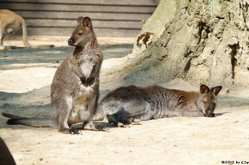 Rotnackenwallaby