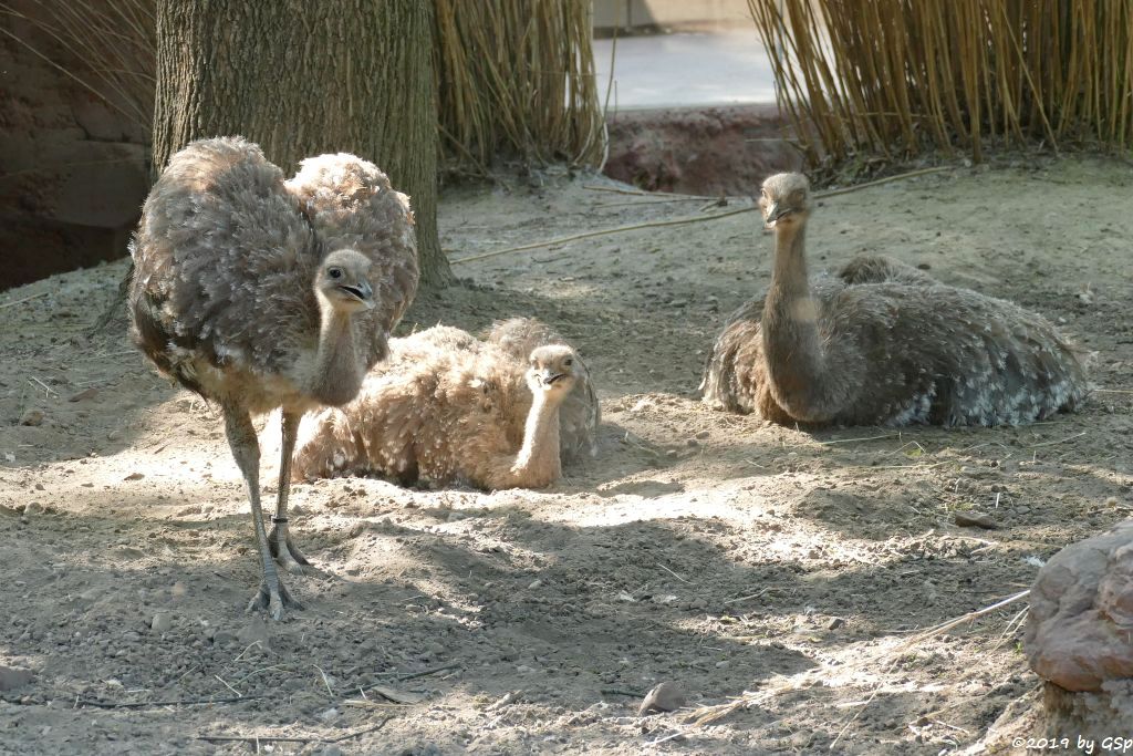 Darwinnandu (Kleiner Nandu, Darwinstrauß)