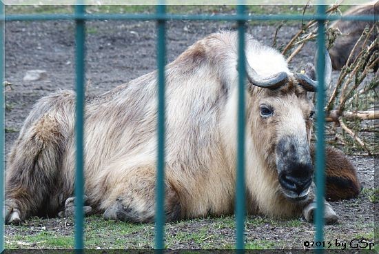 Sichuan-Takin