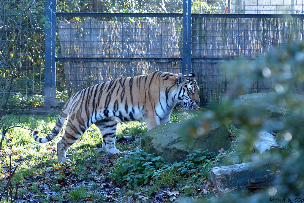 Sibirischer Tiger