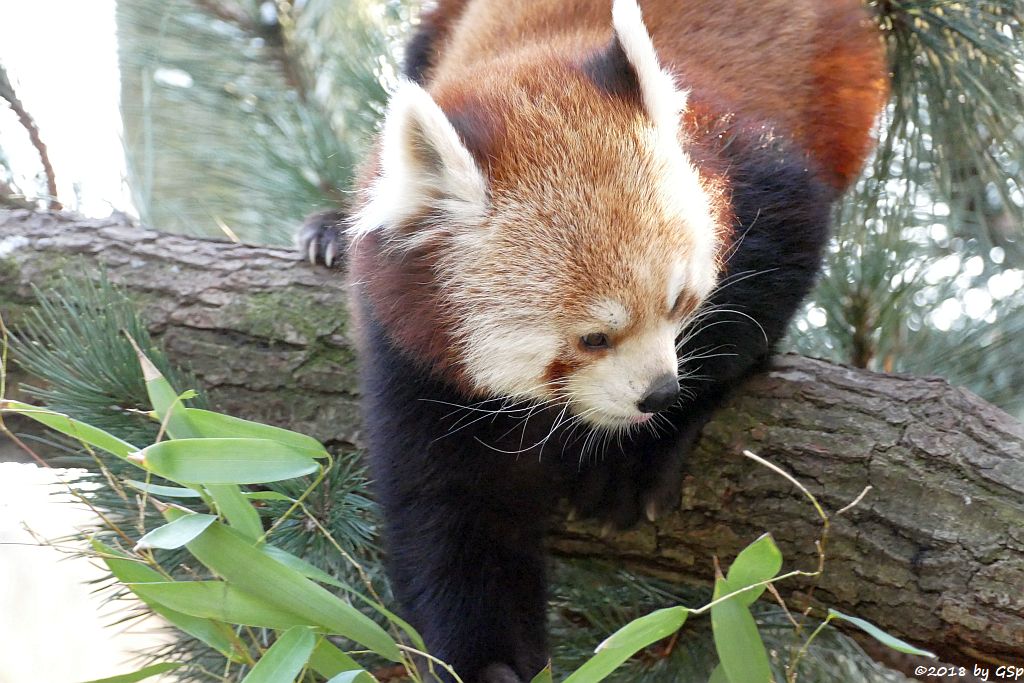 Westlicher Kleiner Panda (Westlicher Katzenbär, Nepalesischer Roter Panda)