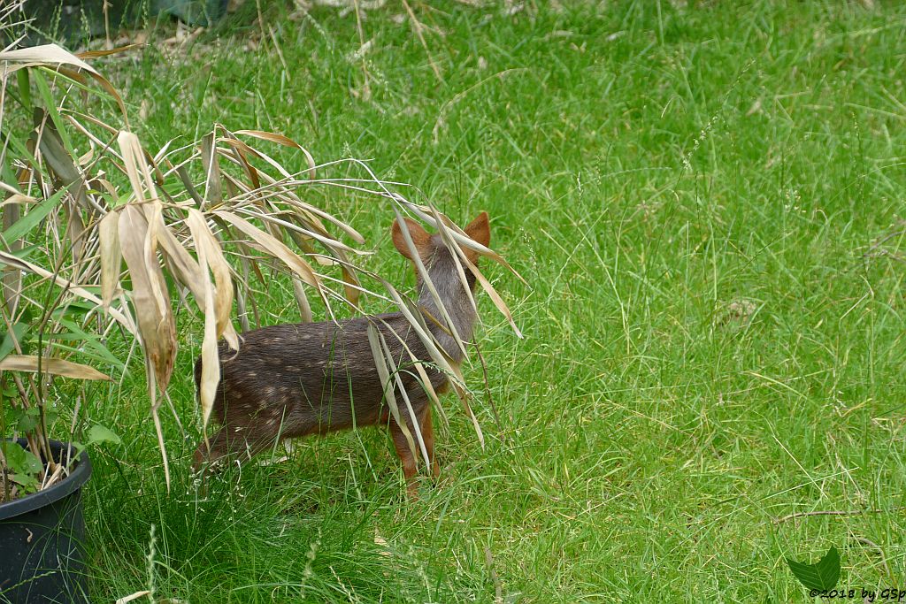 Südlicher Pudu (Südpudu), geb. am 9.5.18 (10 Wochen)