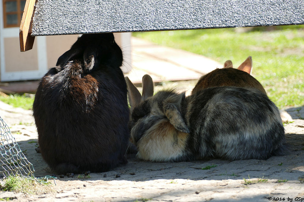 Hauskaninchen