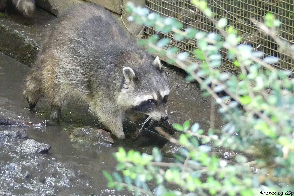 Nordamerikanischer Waschbär