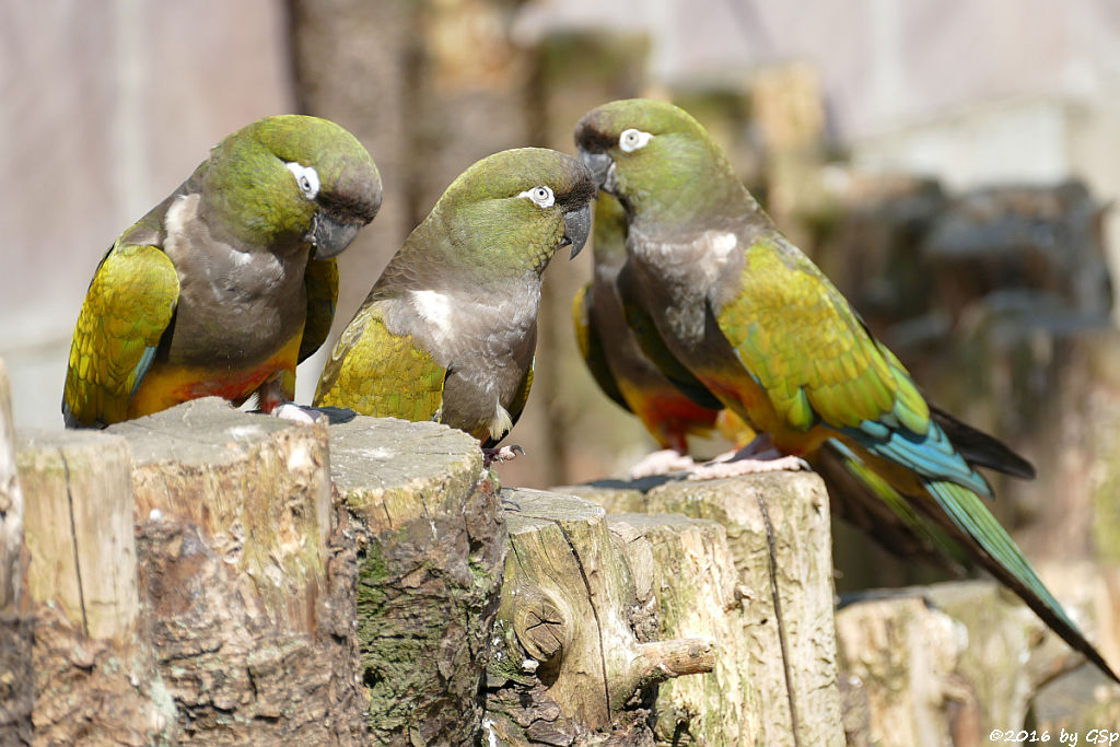 Felsensittich