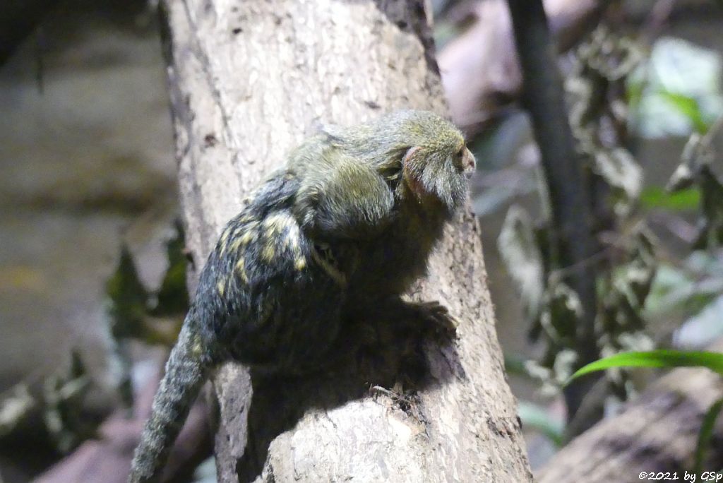 Gewöhnliches Zwergseidenäffchen (Westlicher Zwergseidenaffe, Gelbbauch-Zwergseidenaffe)