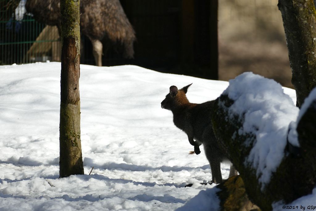 Rotnackenwallaby (Bennettkänguru)