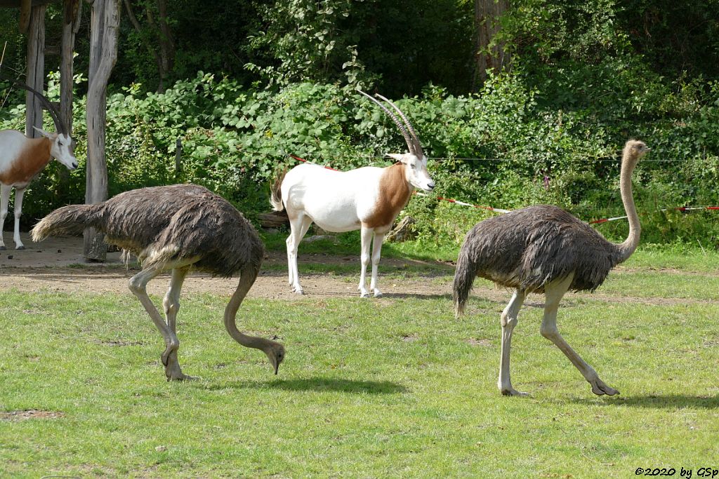 Südafrikanischer Blauhalsstrauß (Südstrauß), Säbelantilope