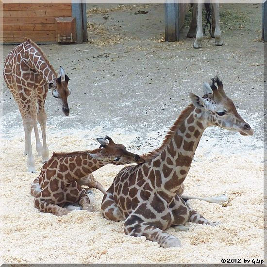 Rothschild-Giraffe MELMAN, LARA und KALOU