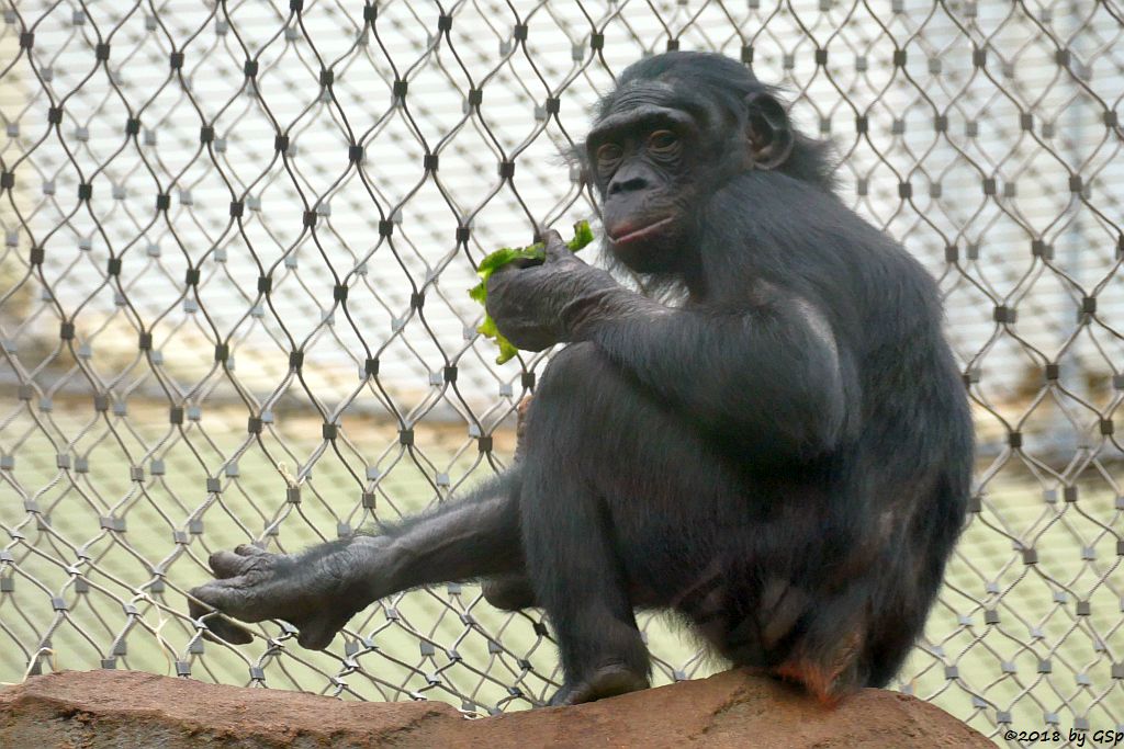 Bonobo (Zwergschimpanse)