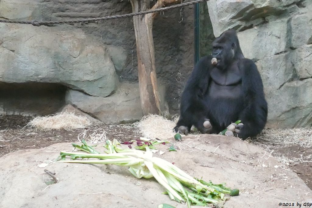 Flachlandgorilla VIATU