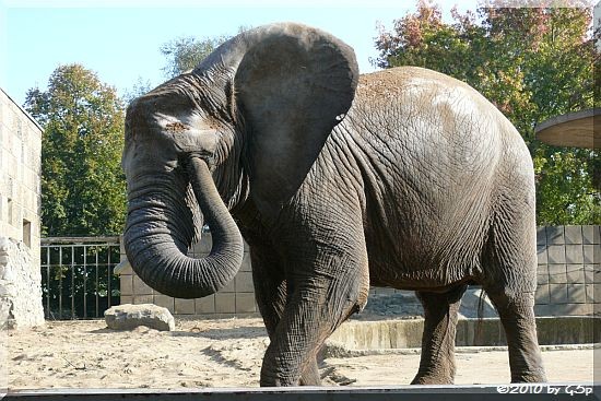 Afrikanischer Elefant MWANA