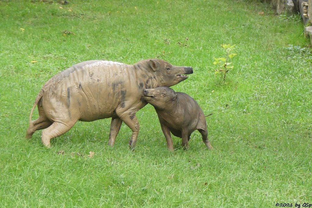 Sulawesi-Hirscheber (Celebes-Hirscheber, Sulawesi-Babyrusa)