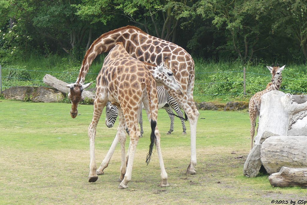 Rothschildgiraffe (Uganda-Giraffe, Baringo-Giraffe), Jungtier geb. am 6.2.23, Grévy-Zebra