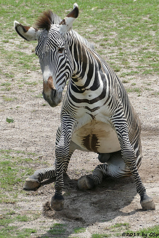 Grévy-Zebra