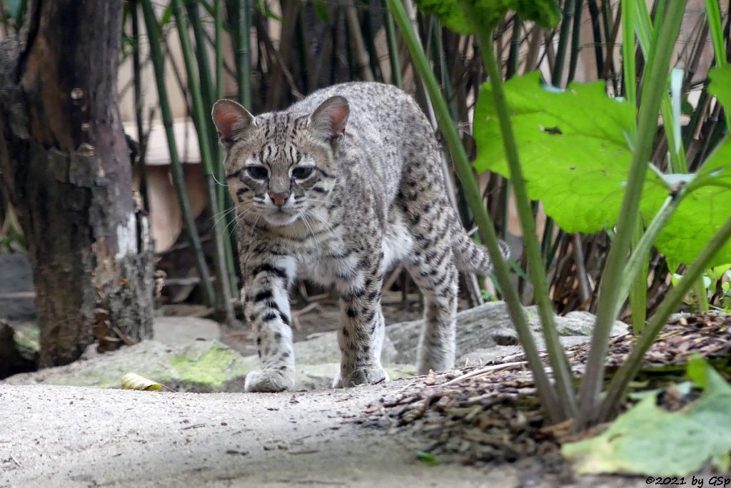 Kleinfleckkatze (Salzkatze, Geoffroy-Katze)