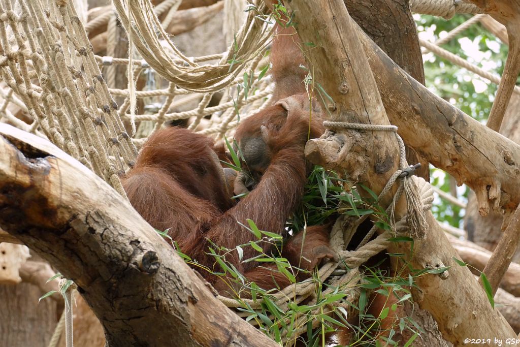 Sumatra-Orang-Utan