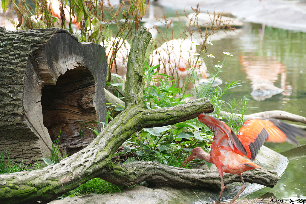 Chileflamingo (Chilenischer Flamingo), Roter Sichler (Scharlachsichler, Rotibis)