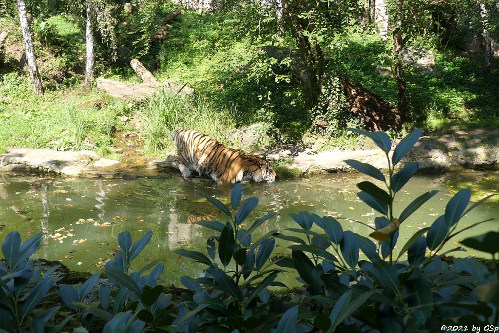 Amurtiger (Sibirischer Tiger, Mandschu-Tiger)