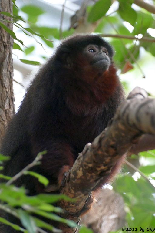 Roter Springaffe (Sumpfspringaffe, Roter Titi)