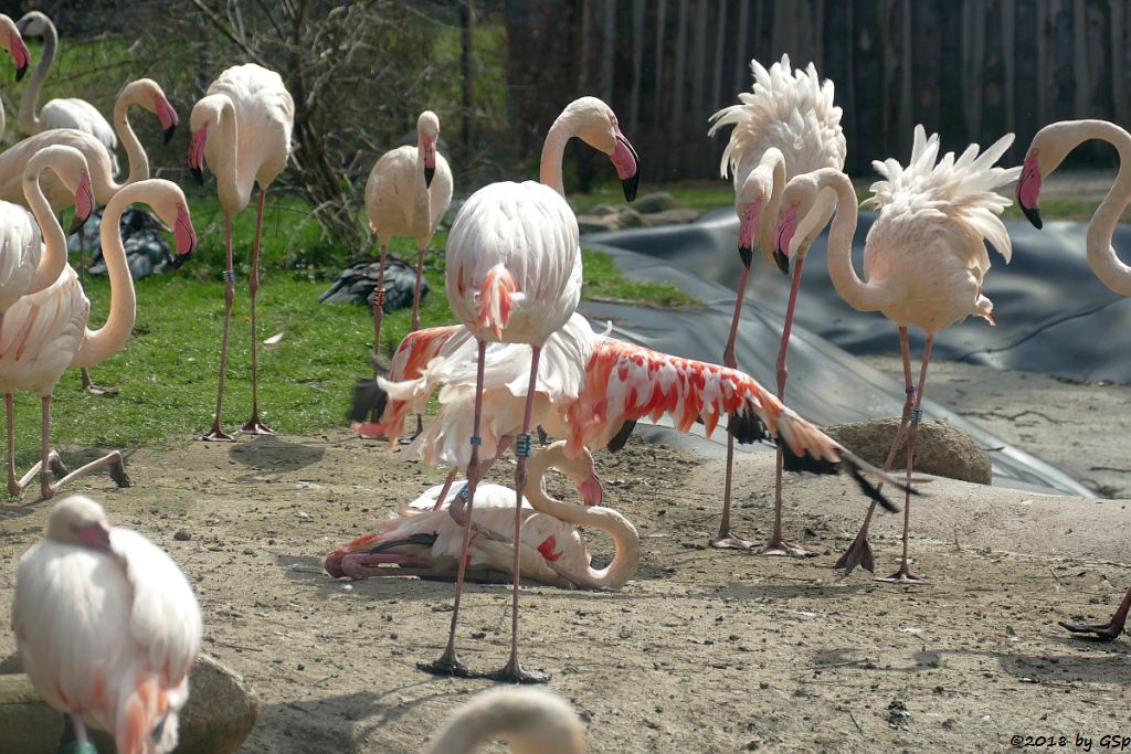 Rosaflamingo (Europäischer Flamingo)