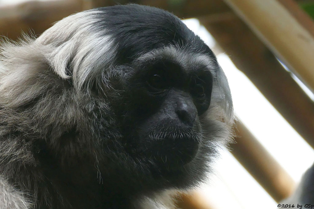 Kappengibbon