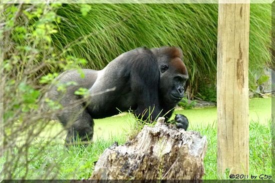 Flachlandgorilla ABEEKU, geb. am 5.5.99 in Rotterdam (ist am 20.8.12 in den Zoo Leipzig umgezogen)