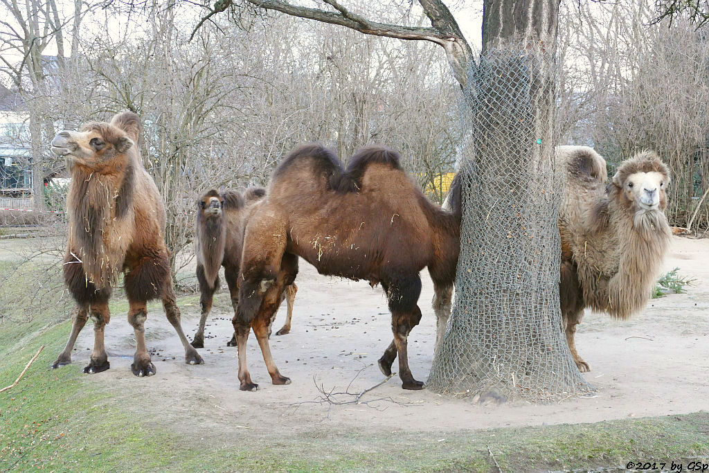 Trapeltier (Zweihöckriges Kamel)