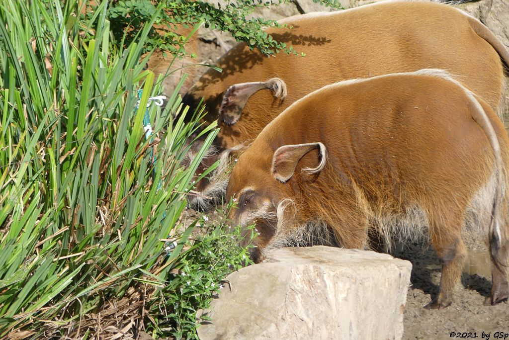 Pinselohrschwein (Rotes Flussschwein)