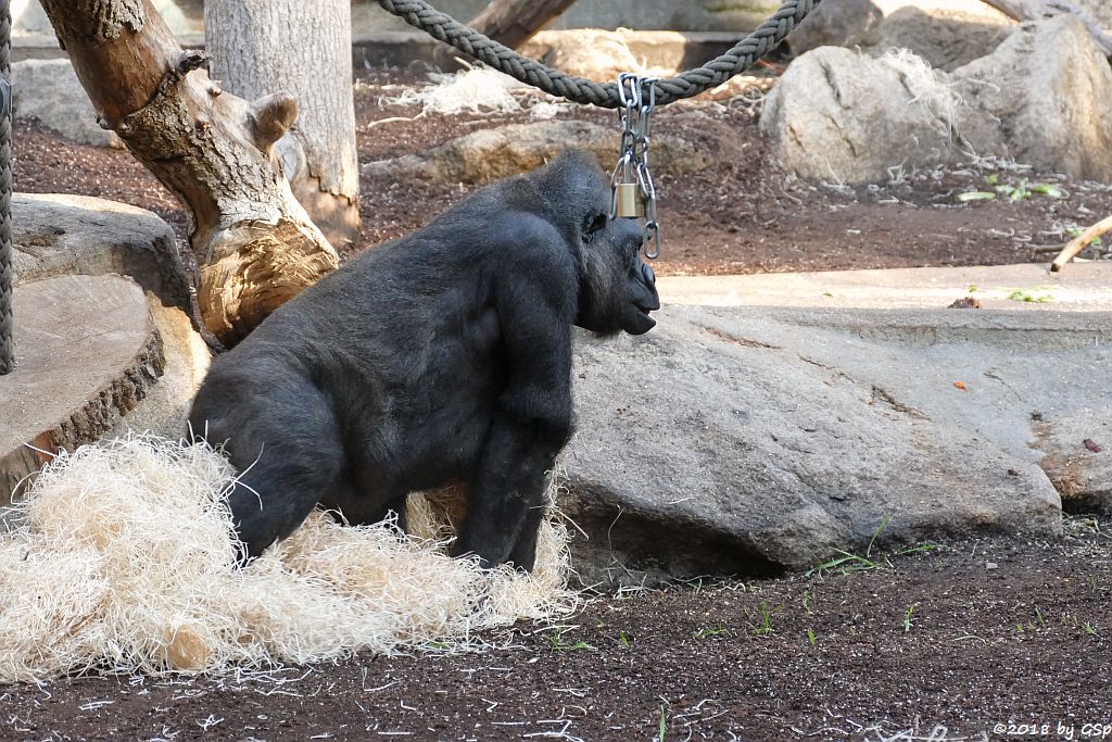 Flachlandgorilla