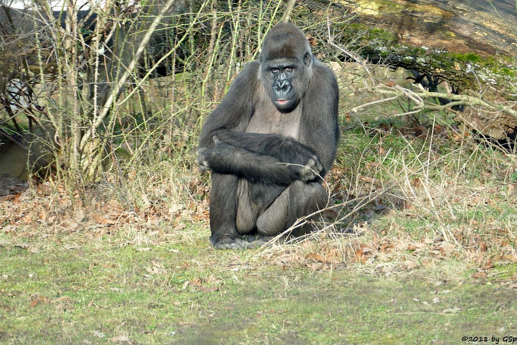 Flachlandgorilla TUANA mit Jungtier, geb. 11.1.18 (2 Wochen alt)