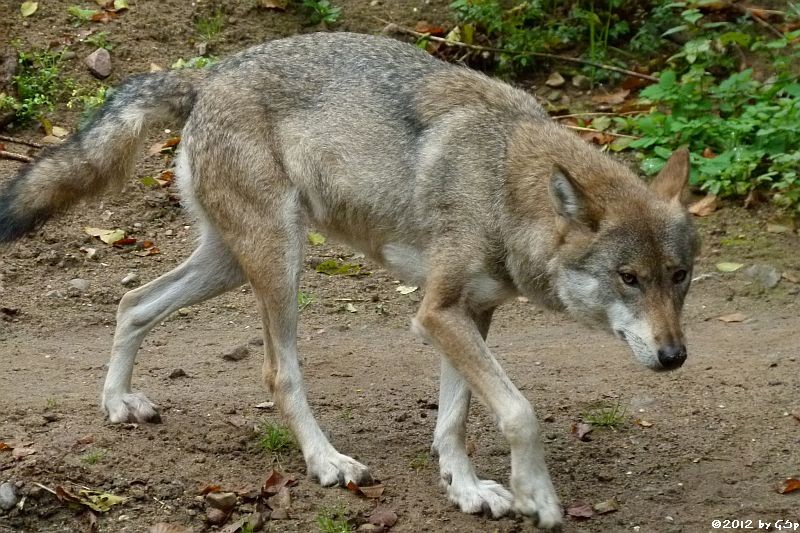 Europäischer Wolf