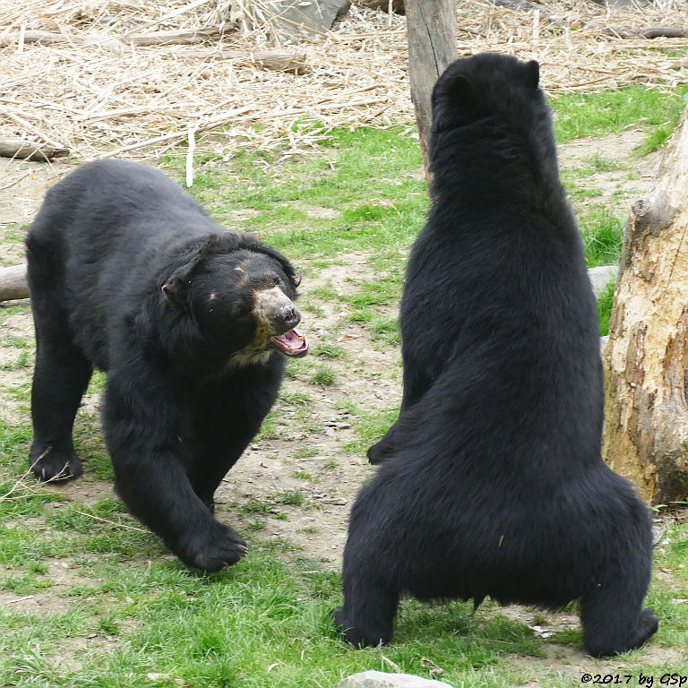 Brillenbär (Andenbär)