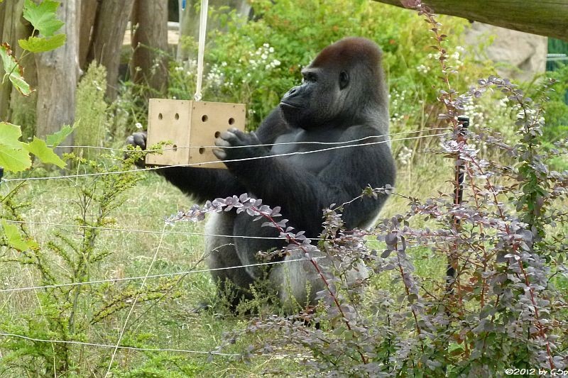 Flachlandgorilla