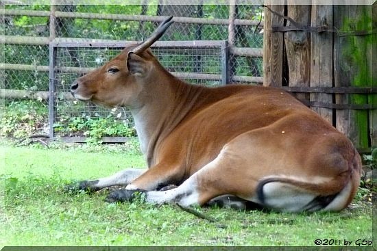 Banteng