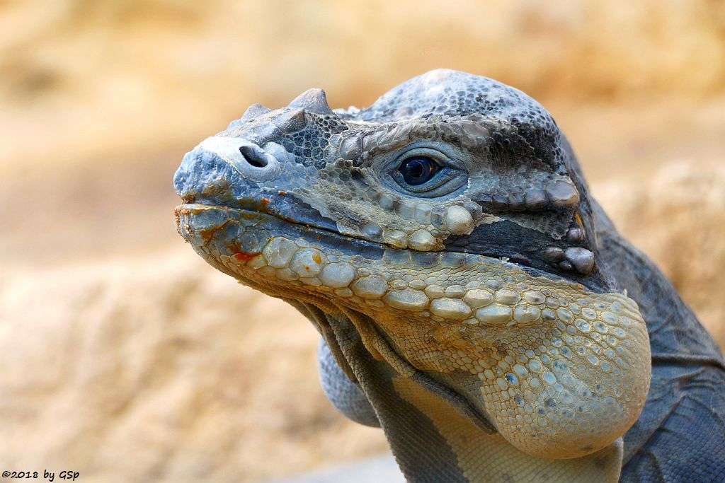 Hispaniola-Nashornleguan