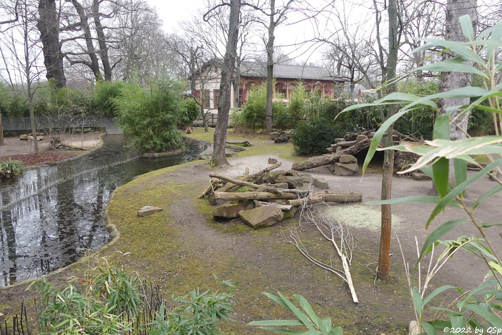 Wasserschwein (Capybara)