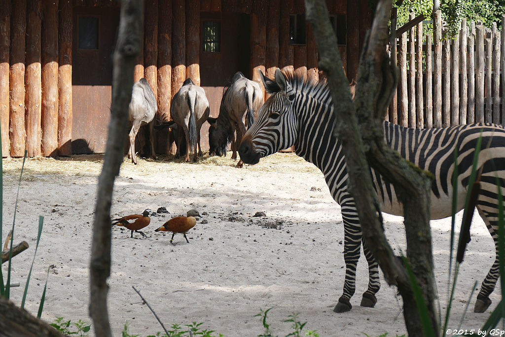 Graukopfkasarka, Hartmann-Bergzebra, Südliches Streifengnu 