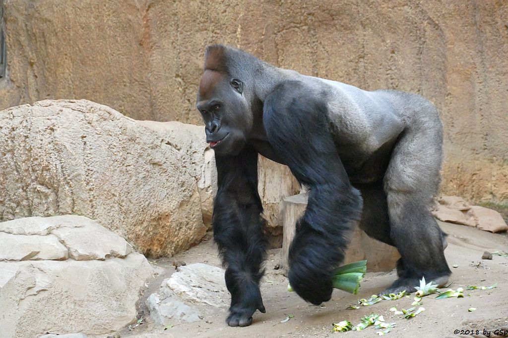 Flachlandgorilla ABEEKU