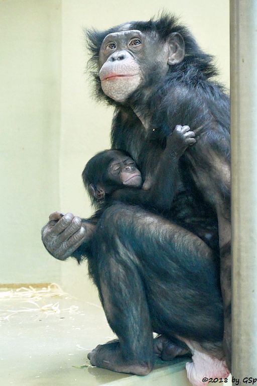 Bonobo (Zwergschimpanse)