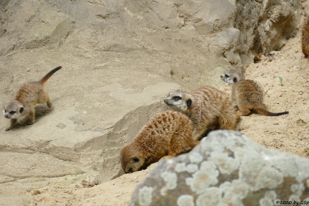 Erdmännchen (Surikate), Jungtiere geb. 5.5.20