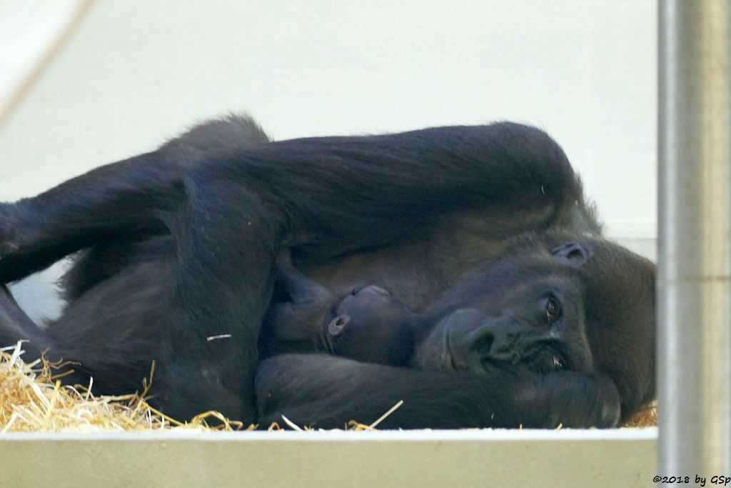 Flachlandgorilla TUANA mit Jungtier, geb. 11.1.18 (2 Wochen alt)