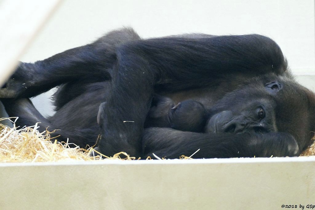 Flachlandgorilla TUANA mit Jungtier, geb. 11.1.18 (2 Wochen alt)