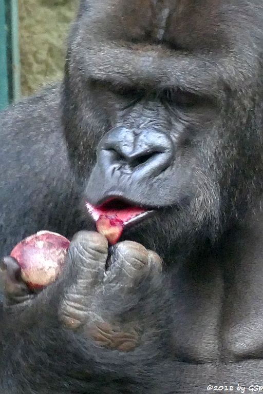 Flachlandgorilla VIATU