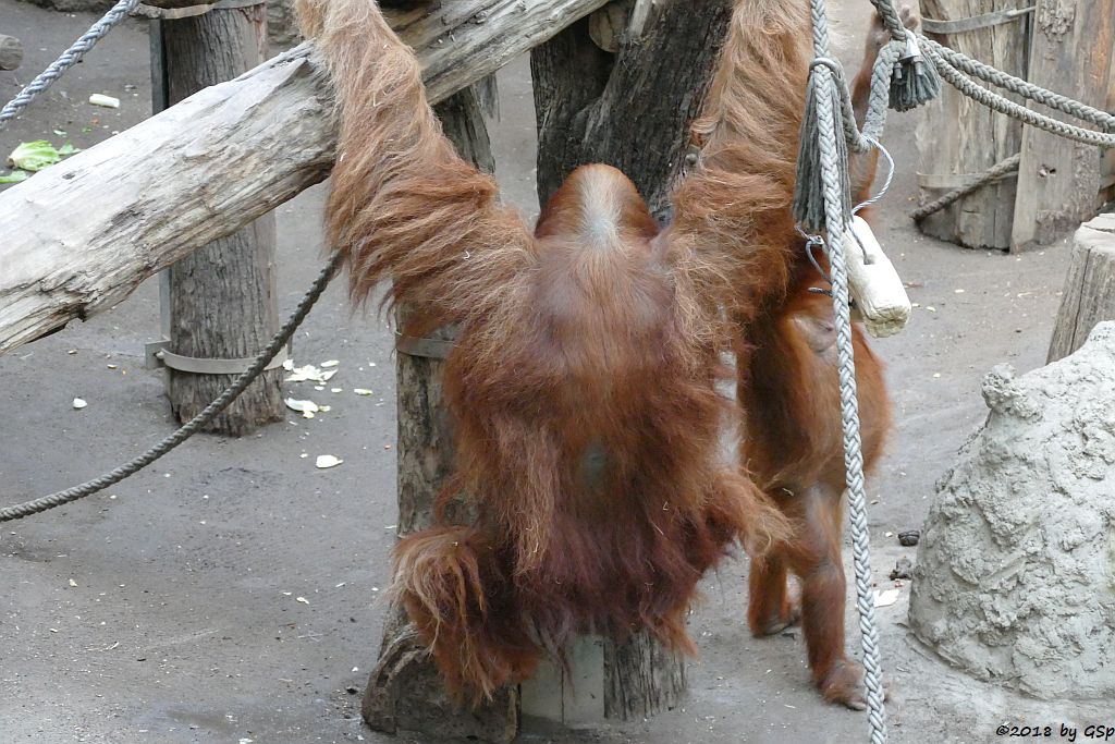 Sumatra-Orang-Utan