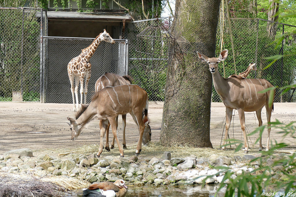 Rothschildgiraffe, Großer Kudu