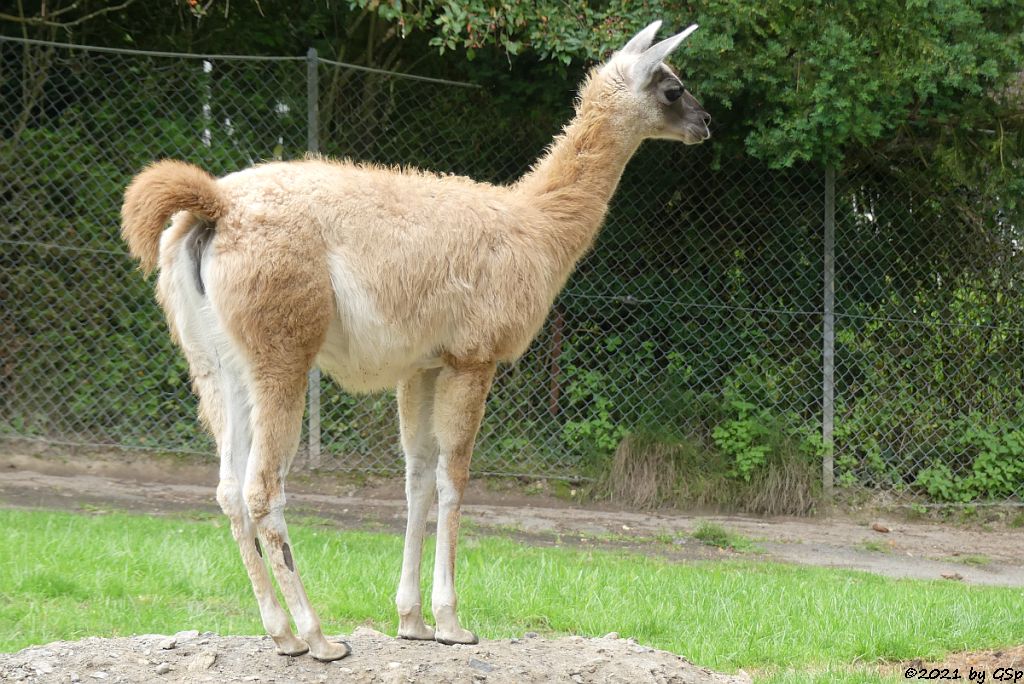 Guanako