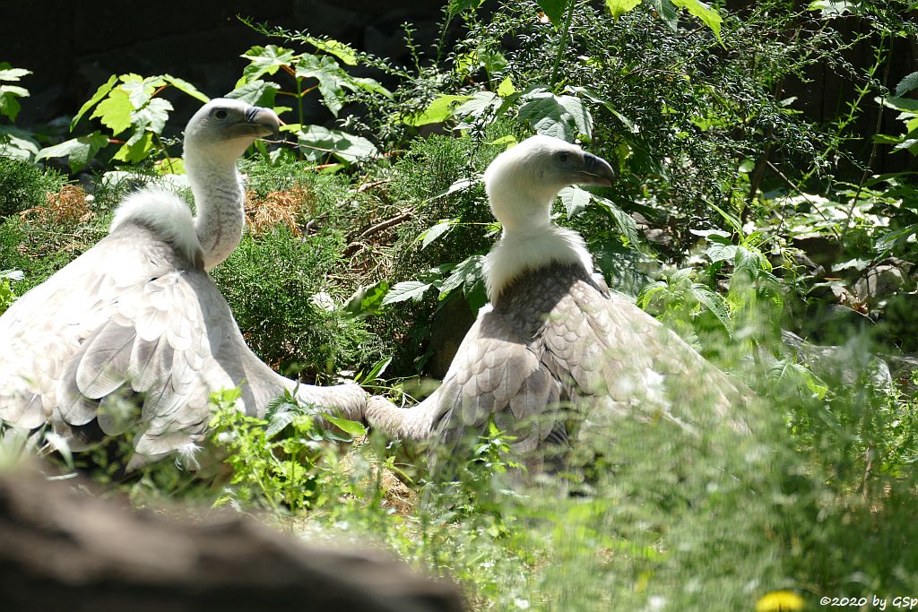 Westlicher Gänsegeier