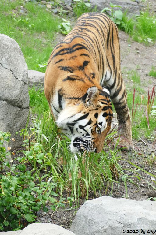 Sibirischer Tiger SERGAN
